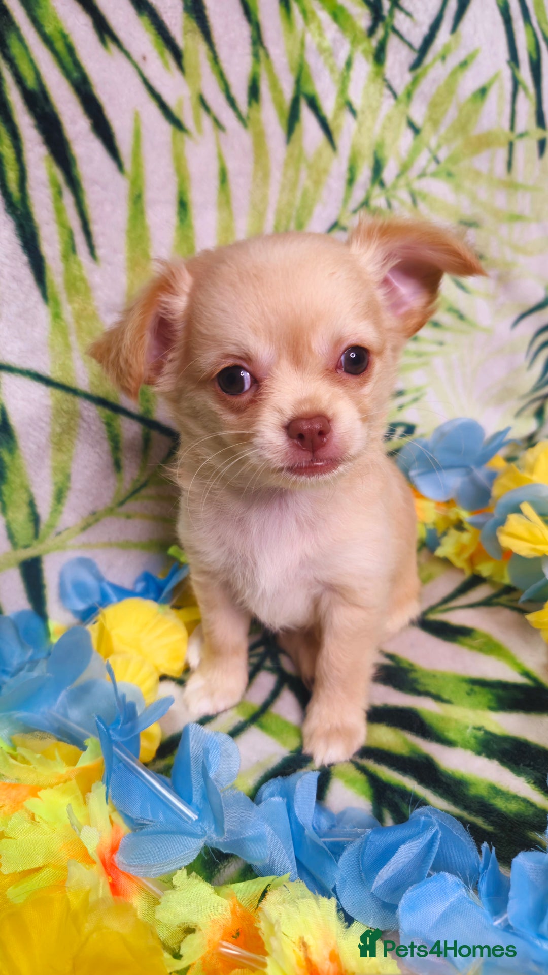 Chihuahua dogs for sale: !!Only one left!! KC Chihuahua Baby Girls - Advert 10