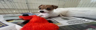 Jack Russell 5