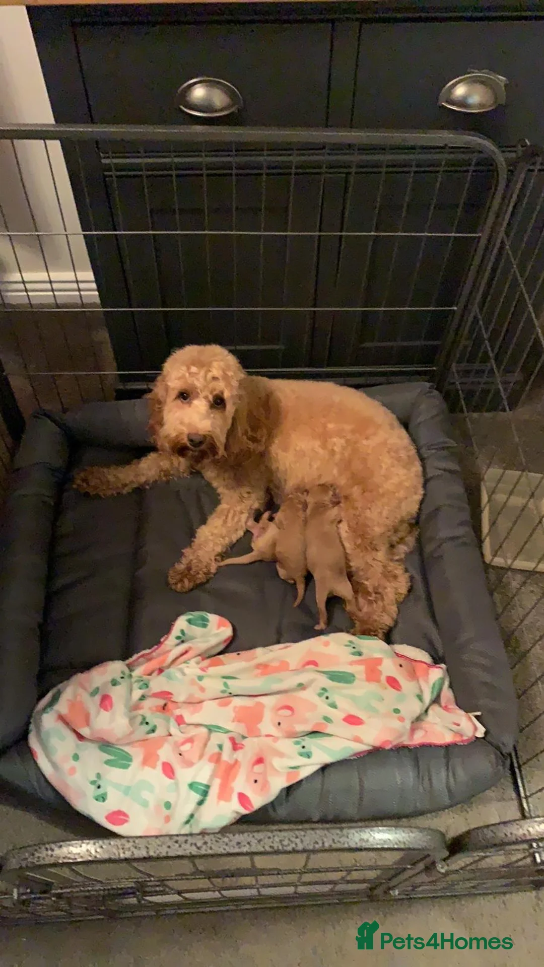 Poodle dogs for stud: Red K.C Reg Miniature Poodle 4 Stud HEALTH TESTED in Chesterfield - Advert 17