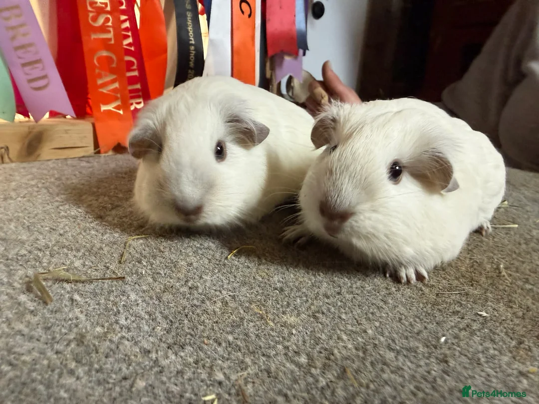 Guinea Pig rodents for sale: 2 x Chocolate point white Californian sows - Advert 7