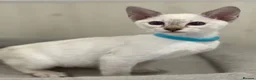 Siamese cats for sale: GCCF Registered Traditional Siamese Kittens.  - Advert 14
