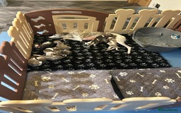 Whippet dogs for sale: A beautiful-well bred litter of small whippets  - Image 12