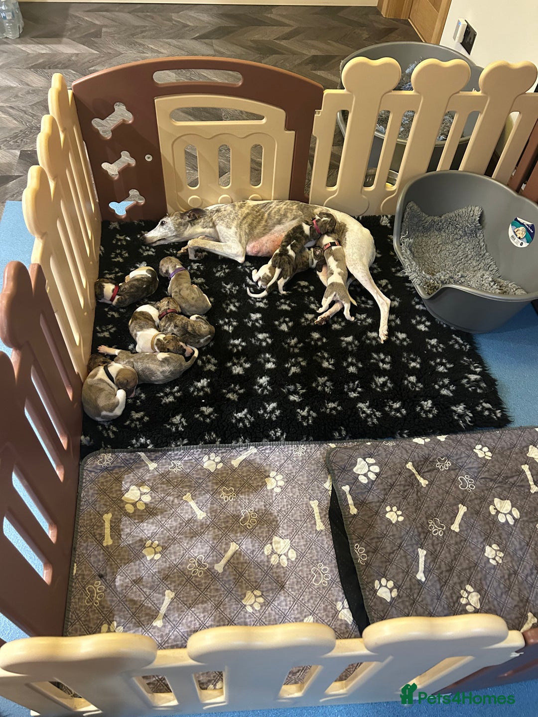 Whippet dogs for sale: A beautiful-well bred litter of small whippets  - Image 12