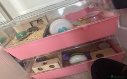 Hamster rodents for sale: 2x male dwarf hamsters for sale - Image 5