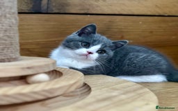 British Shorthair cats for sale: Pedigree British Shorthair Kittens - Image 36