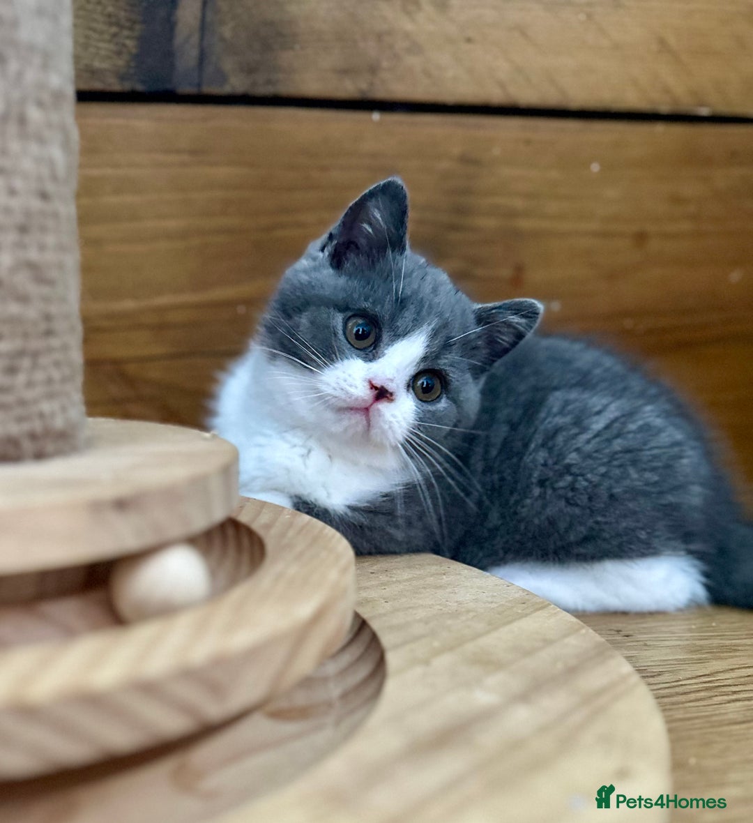 British Shorthair cats for sale: Pedigree British Shorthair Kittens - Image 36
