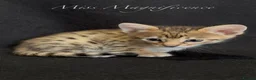 Savannah cats for sale: Exceptional Quality Tica Regist. Savannah kittns - Advert 4