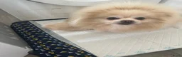 Pomeranian dogs for sale: Small Beautiful Pomeranian Boy  - Advert 24