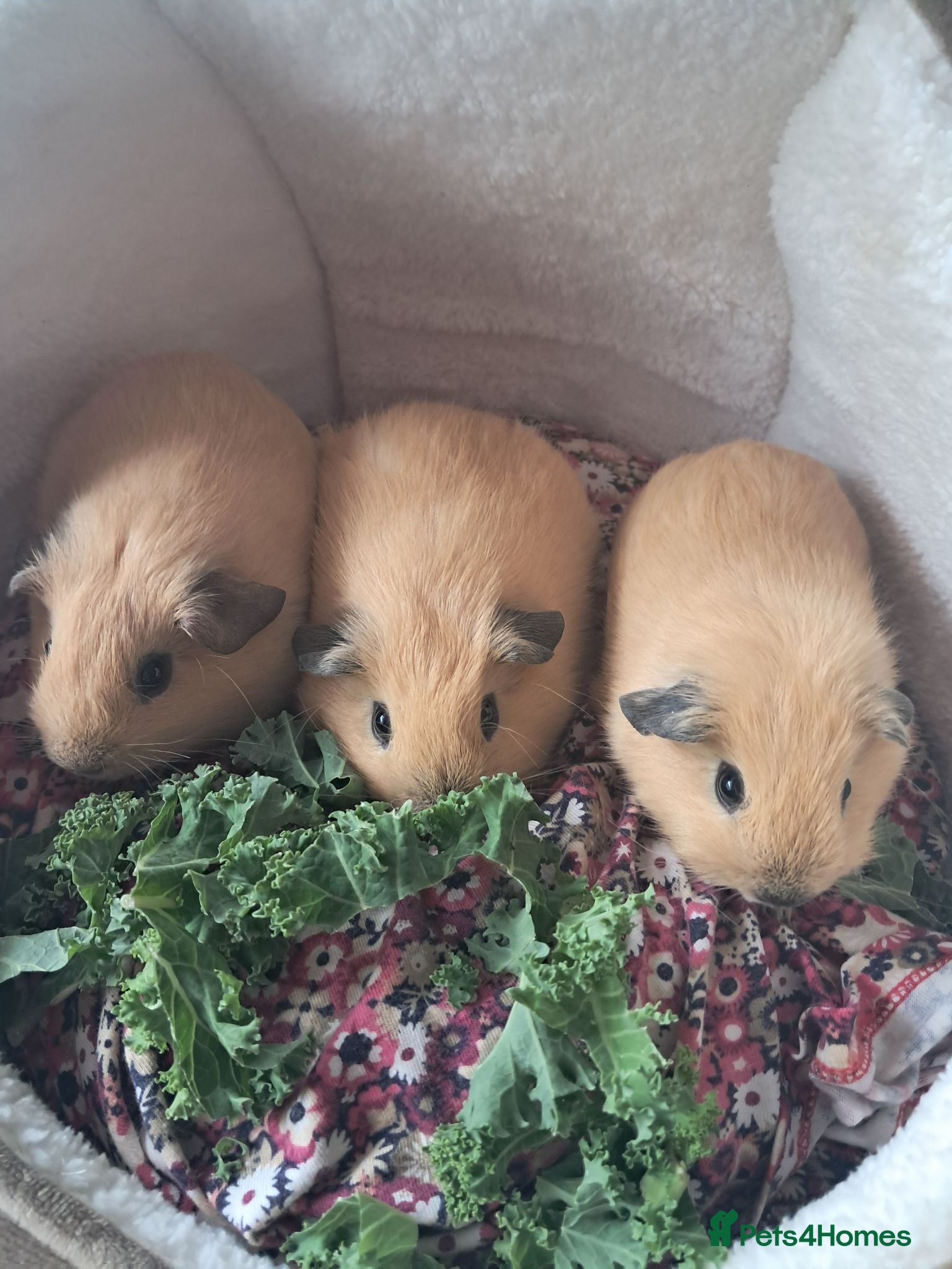 Guinea Pig rodents PURE CALIFORNIAN BABIES - Advert 6