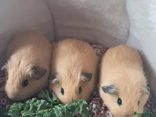 Guinea Pig rodents PURE CALIFORNIAN BABIES - Advert 2