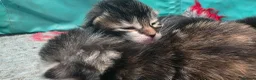 Mixed Breed cats for sale: Maincoon x British short hair  - Advert 1