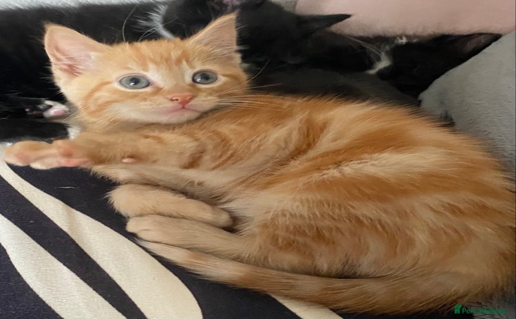 Mixed Breed cats for sale - Advert 1