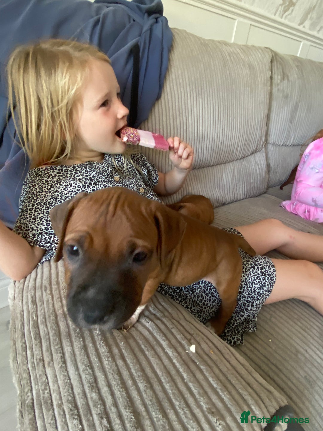Staffordshire Bull Terrier dogs for sale: Amazing Red Staffordshire bullterrier puppies - Image 5