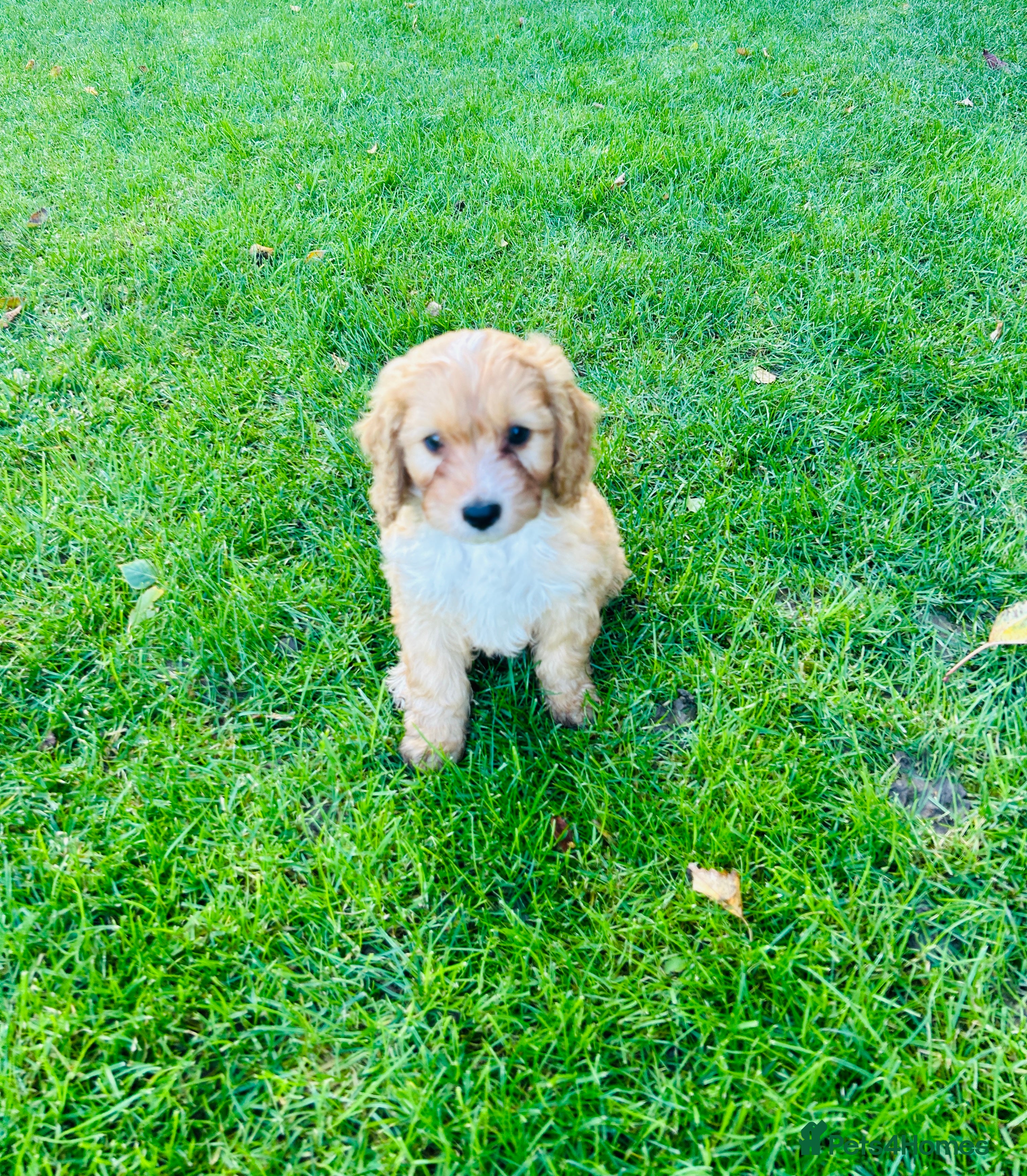 Cockapoo dogs for sale: Beautiful Cockapoo Puppies  - Advert 2