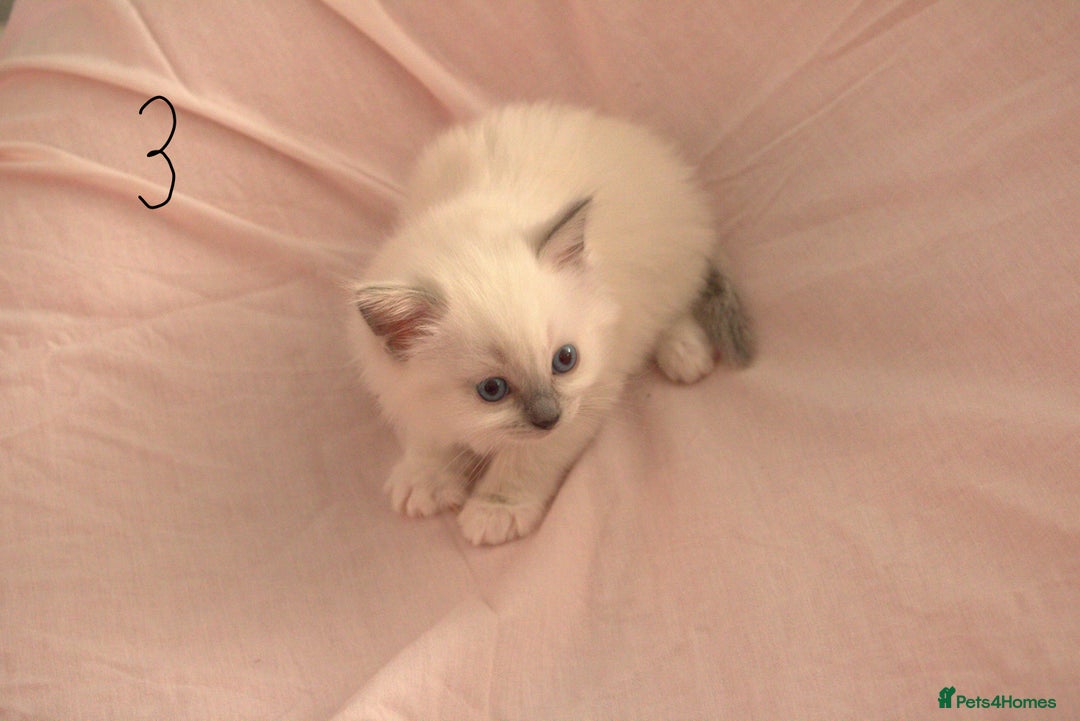 Ragdoll cats for sale: Ragdoll Kittens - Image 9