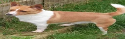 Portuguese Podengo dogs for adoption: Comet - Advert 1