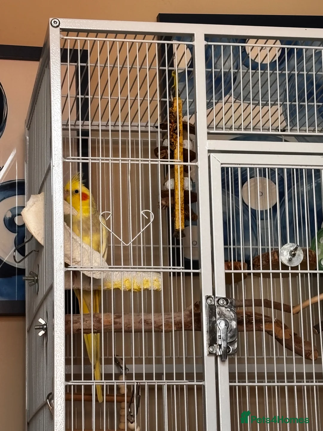 Cockatiels birds for sale: beautiful cockatiel with cage and everything  - Advert 3