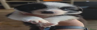 Border Collie 4