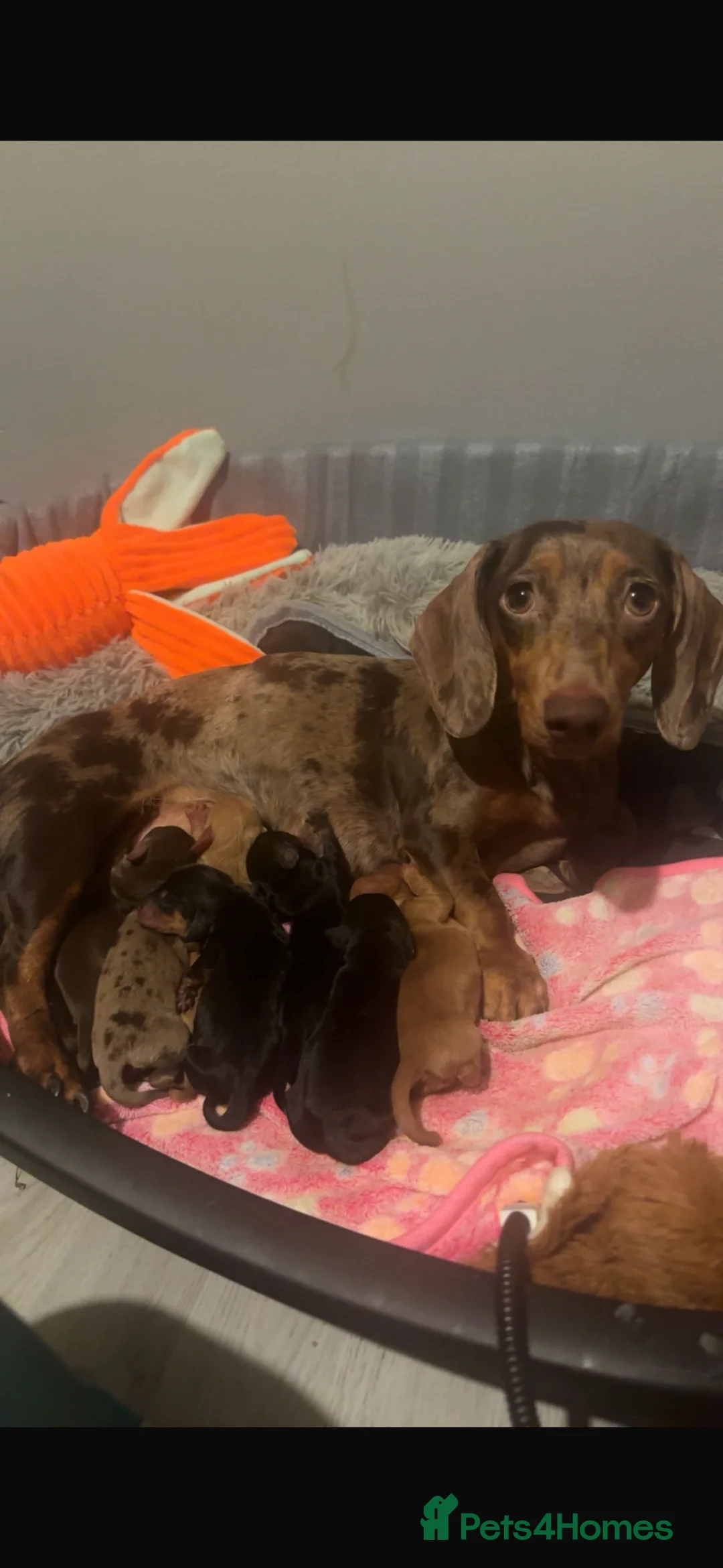 Dachshund dogs for sale: Female Dachshund puppies  - Advert 1