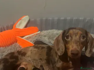 Dachshund dogs Female Dachshund puppies - Advert 6