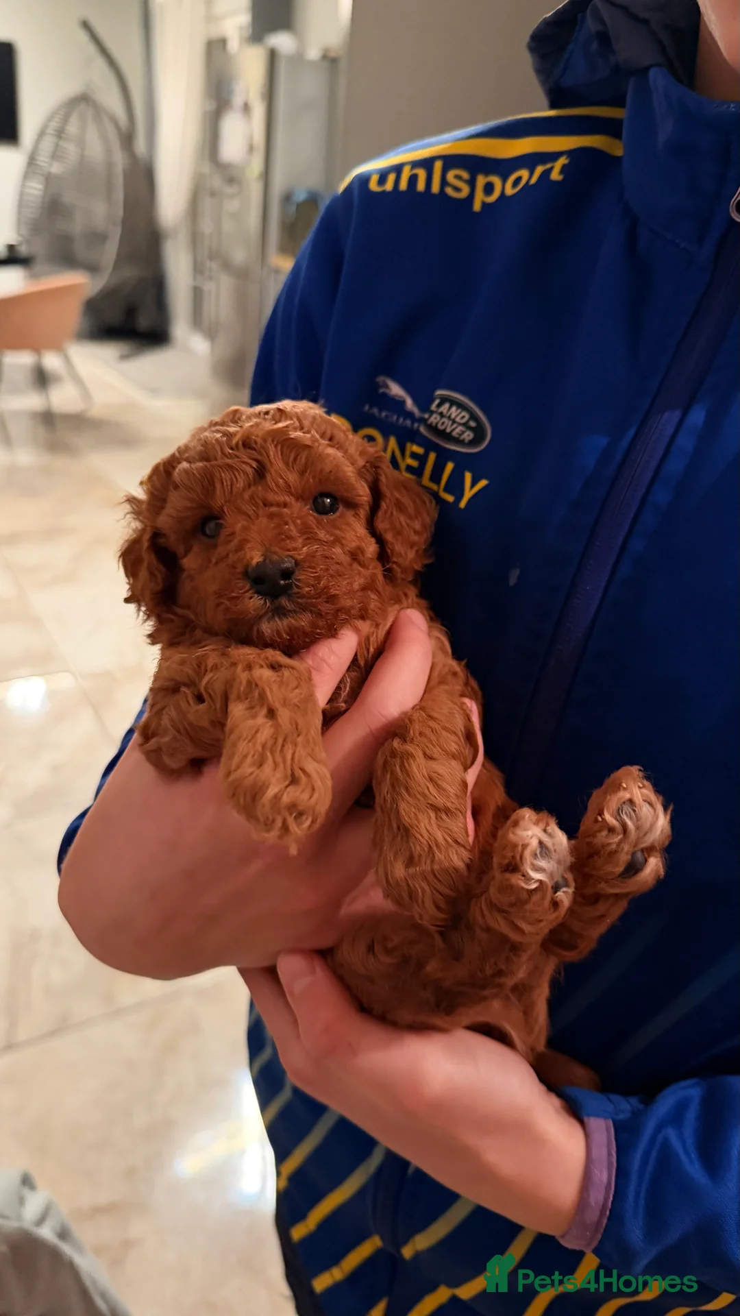 Toy Poodle dogs for sale: Toy poodles  in Dungannon - Advert 9