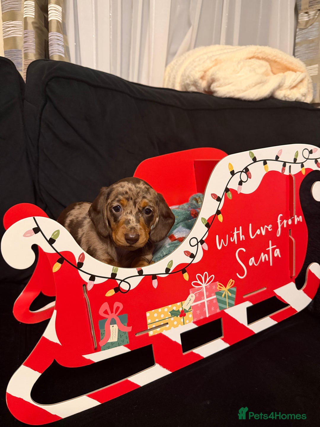Miniature Dachshund dogs for sale: KC reg Miniature Dachshunds available 24thDecember - Advert 31