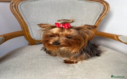 Yorkshire Terrier dogs for sale: Adorable sweet-natured Yorkshire terrier puppy - Image 2