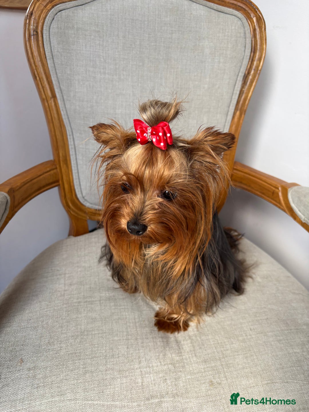 Yorkshire Terrier dogs for sale: Adorable sweet-natured Yorkshire terrier puppy - Image 2
