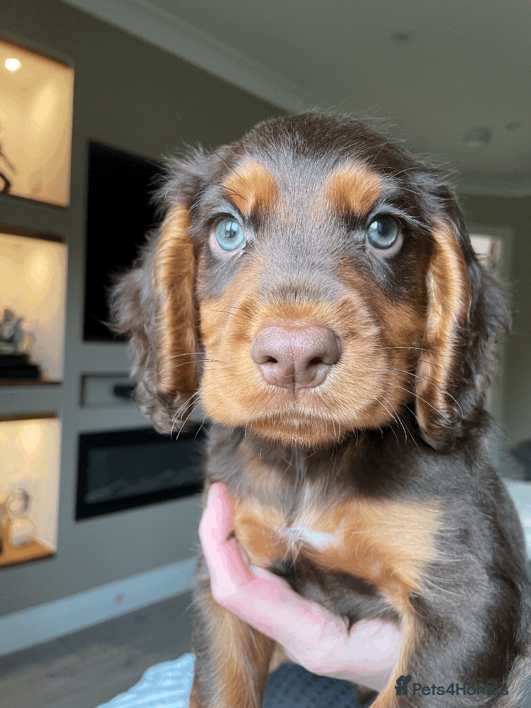 Cocker Spaniel dogs for sale: Cocker Spaniel Pups Outstanding Pedigree Lines! - Advert 17