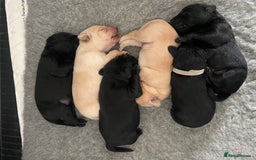 Mixed Breed dogs for sale: 🌟 Exceptional Goldendoodle x Labrador Puppies 🌟 - Image 8