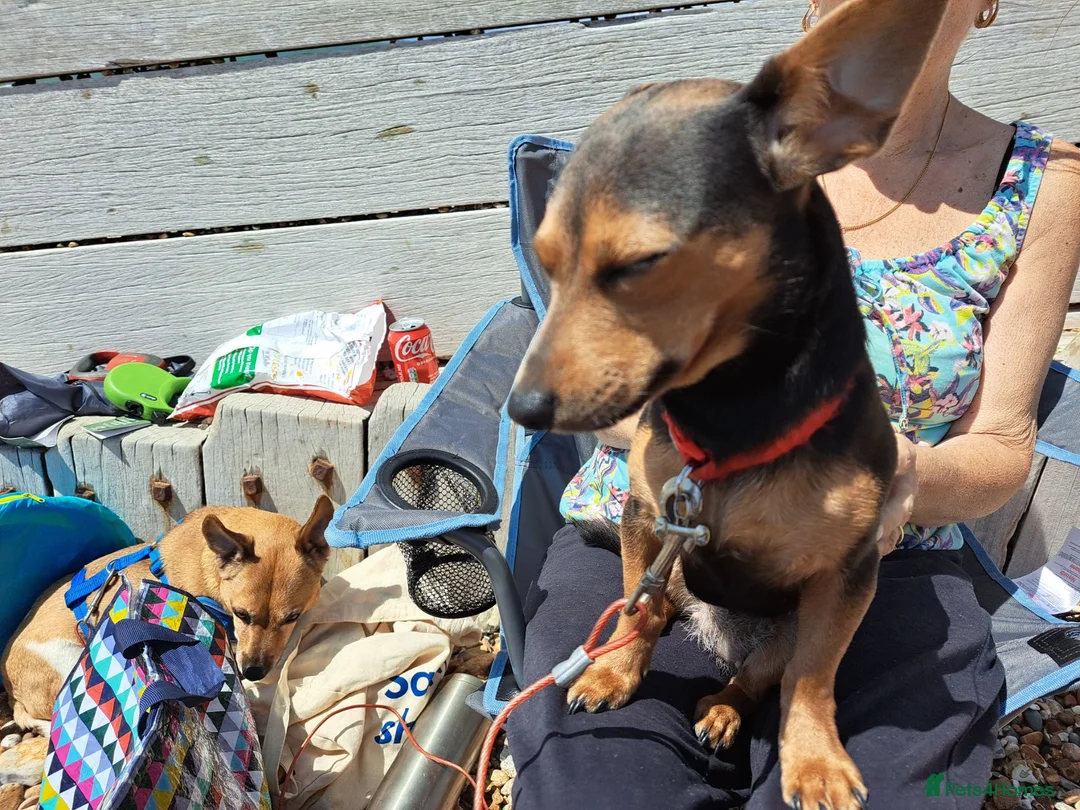 Jack Russell dogs for sale: Wenlock jack russel - Advert 1