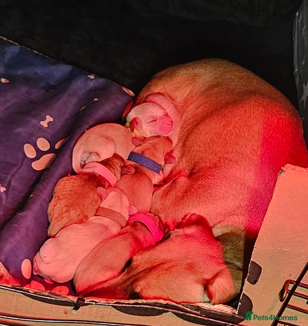 Miniature Dachshund dogs for sale: ⭐️⭐️⭐️⭐️⭐️ CREAM INTENSITY MINIDACHSHUND KCREG🐾❤️ - Advert 21