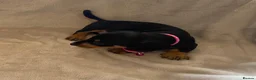 Dachshund dogs for sale: 7 beautiful puppy’s looking for a forever home.  - Advert 12