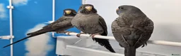 Budgerigars birds for sale: Stunning Budgies, various colors & Mutations - Advert 16