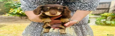 Miniature Dachshund Boy 3