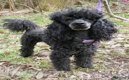 Miniature Poodle dogs for stud: KC reg fully health tested for stud BVA eye exam in Market Rasen - Image 6