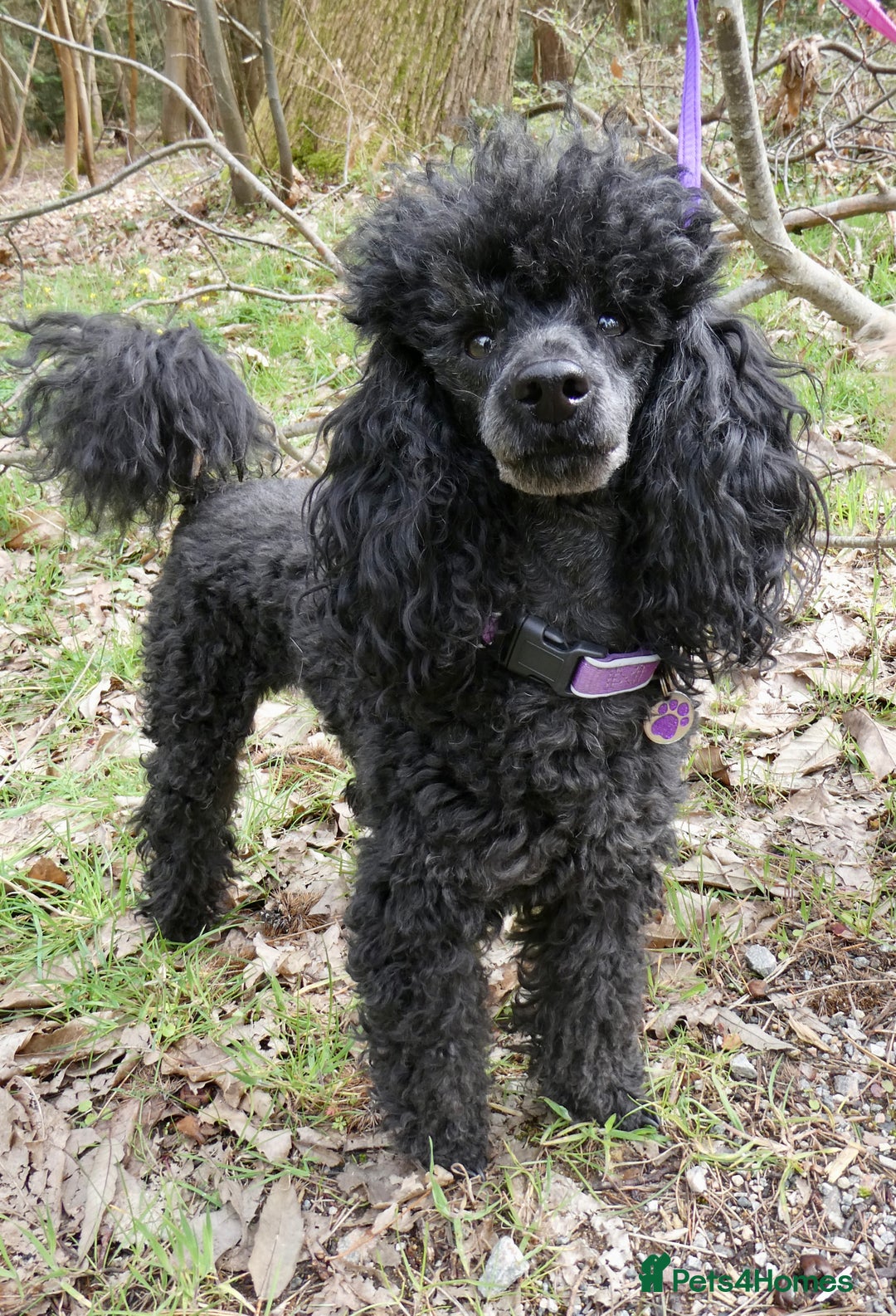 Miniature Poodle dogs for stud: KC reg fully health tested for stud BVA eye exam in Market Rasen - Image 6