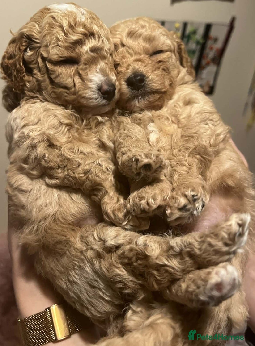 Maltipoo dogs for sale: Beautiful Maltipoo Puppies for Sale – 3 Boys - Advert 13