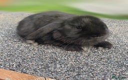 Mini Lop rabbits for sale: Mini Lop and Mini Lion Lop bunnies - Image 4