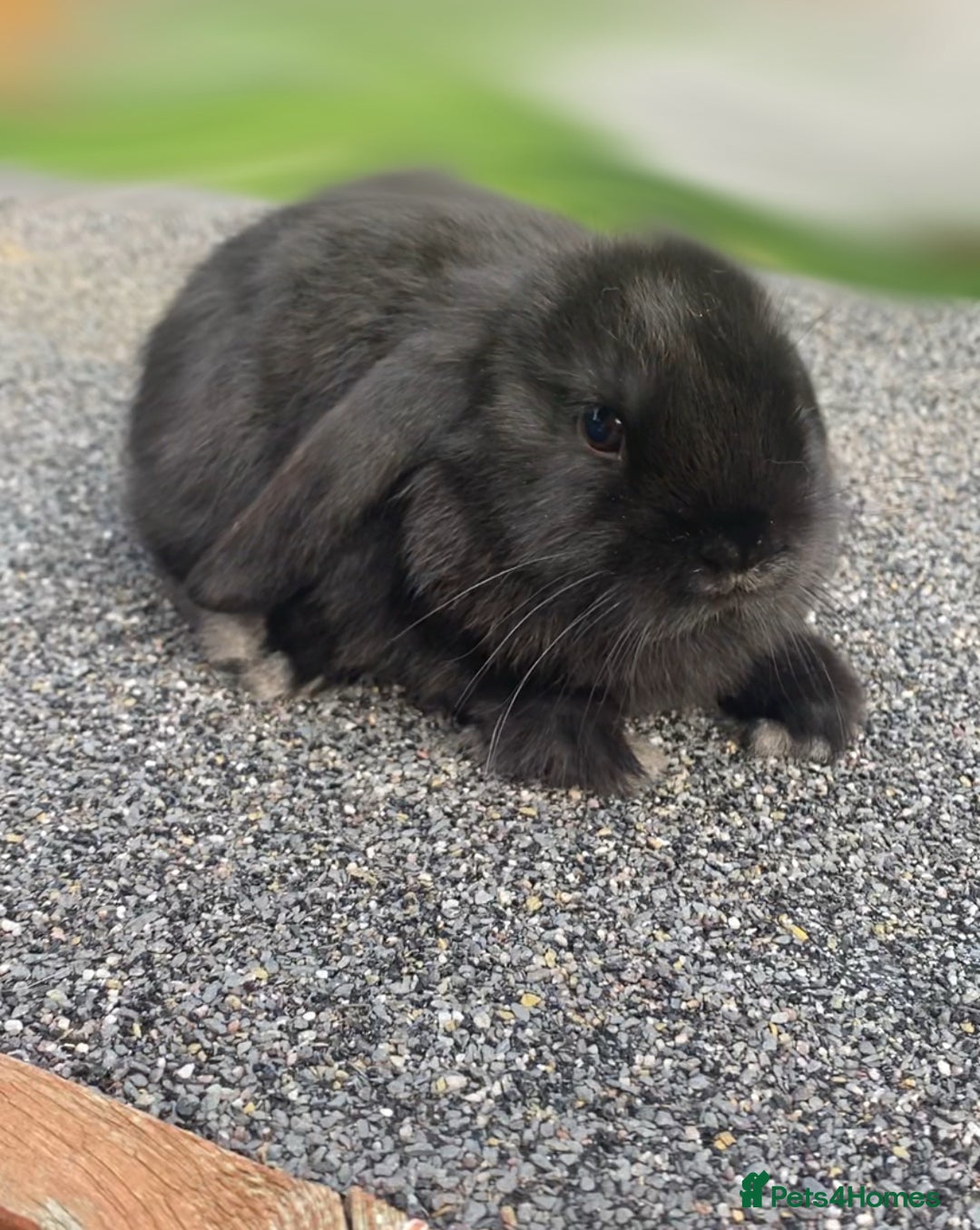 Mini Lop rabbits for sale: Mini Lop and Mini Lion Lop bunnies - Image 4