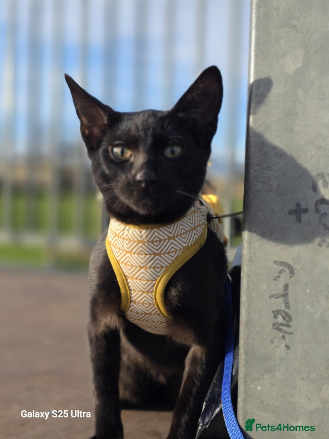 Savannah cats for sale: 2 black smoke savanna f3 - Advert 8