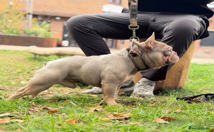 French Bulldog dogs - Advert 4