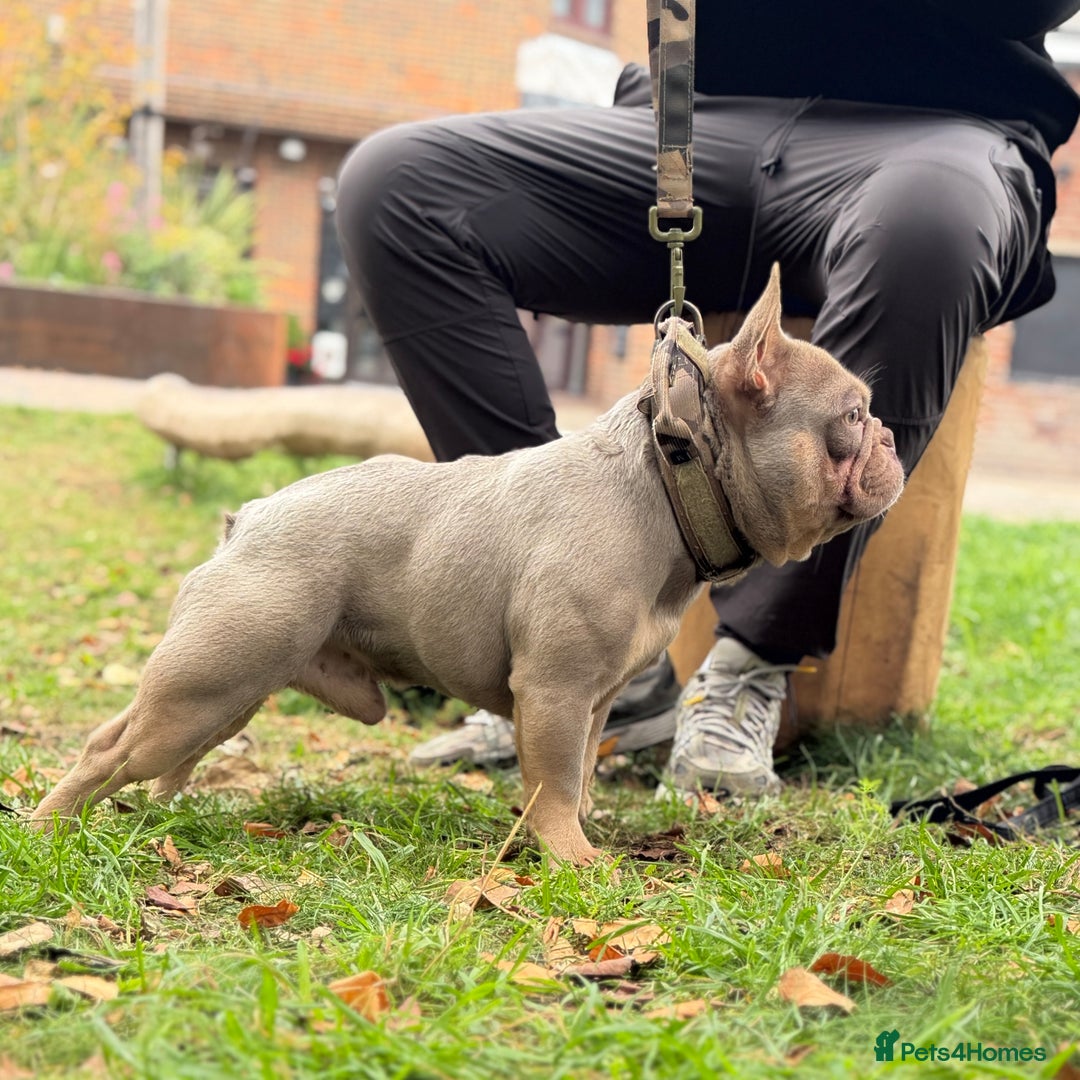 French Bulldog dogs for sale: Micro Isabella & Tan Male French Bulldog - Image 7