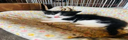 Domestic Shorthair cats for sale: Beautiful kittens  - Advert 12