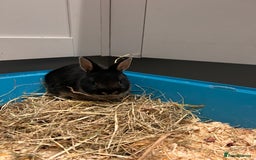 Netherland Dwarf rabbits for sale: Netherland dwarf  - Image 4