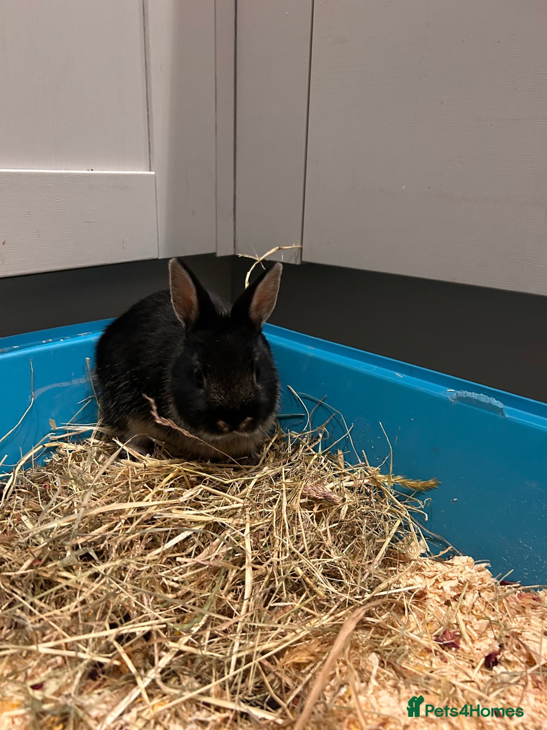 Netherland Dwarf rabbits for sale: Netherland dwarf  - Image 4