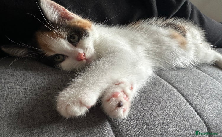Mixed Breed cats - Advert 10