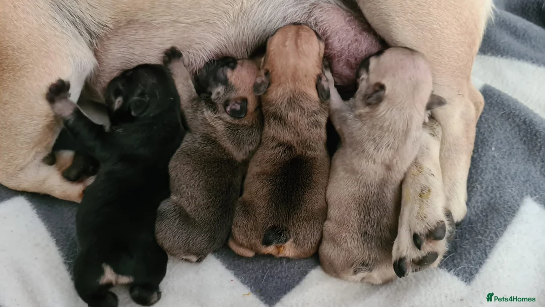 French Bulldog dogs for stud: French Bulldog Stud in Abertillery - Advert 12