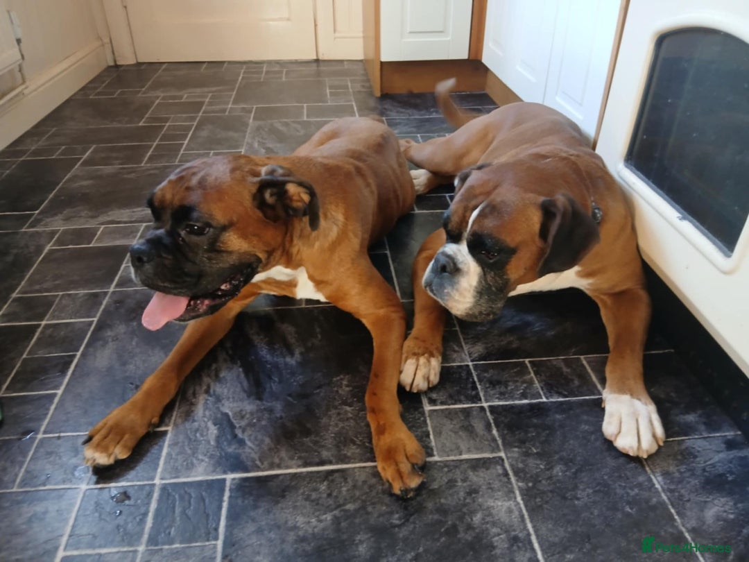 Boxer dogs for sale: Boxer puppies - Image 12