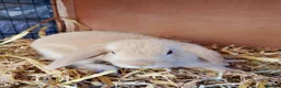 Mixed Breed rabbits for sale: Cute bunnies  in Ware - Advert 9